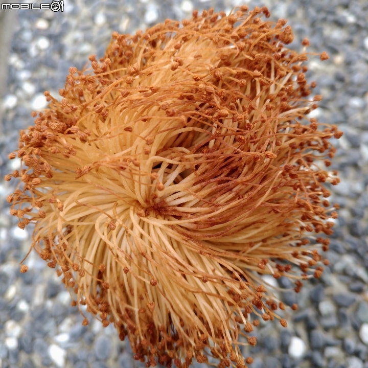 台南市億載公園 7月30號大雨前 羅漢松結果 耳莢相思樹 木麻黃結果 台灣扁柏 海檬果(有毒) 福木 黃椰子 雞冠刺桐 猢猻木