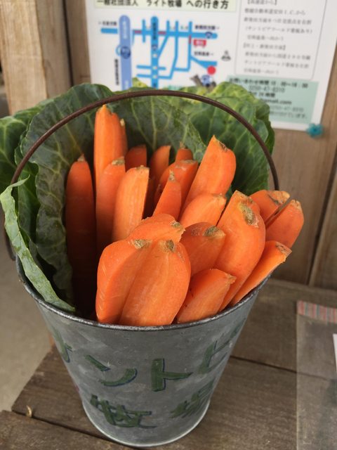 「新潟景點」--サントピアワールド（SUNTOPIA WORLD）有可愛草泥馬唷!