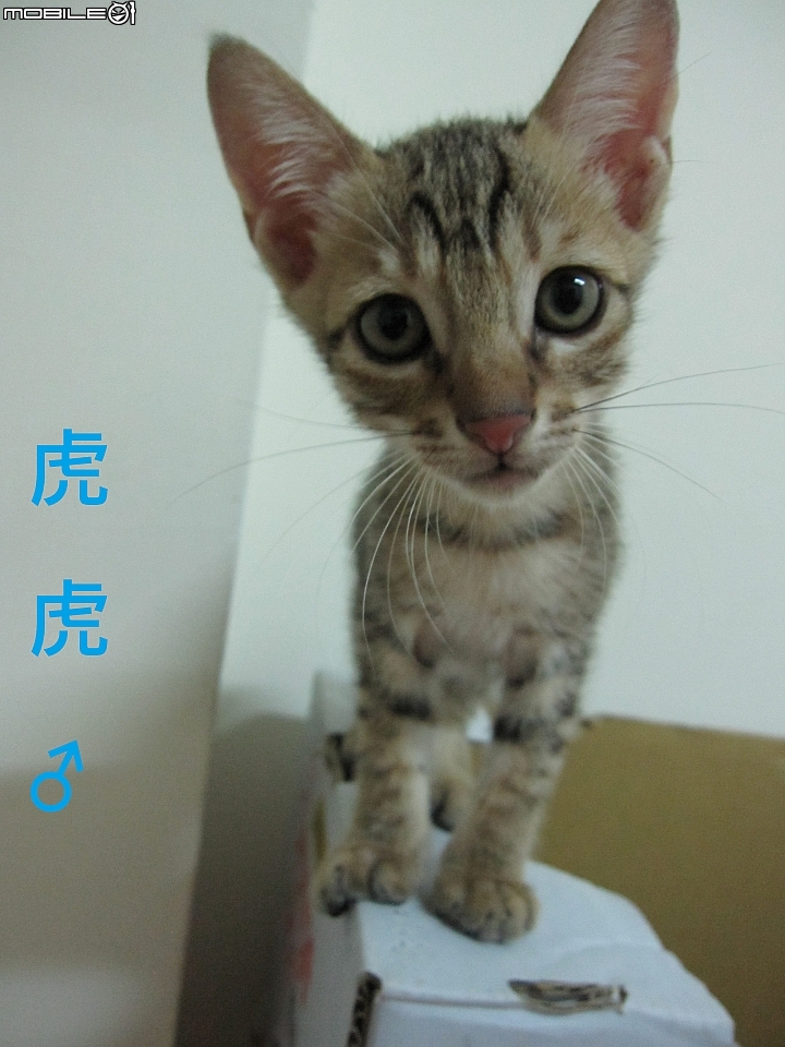 **認養**台南-超親人母帶子1+4