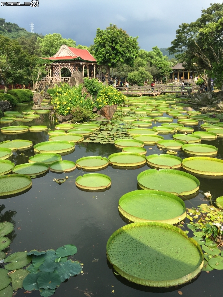 《雙溪公園》大王蓮盛開