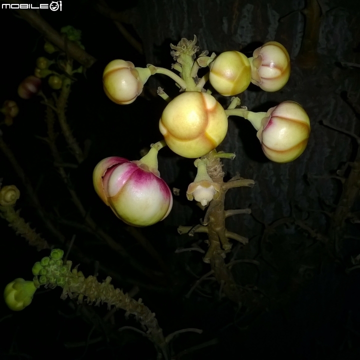 砲彈樹 台南市中西區光賢公園7月20號夜拍