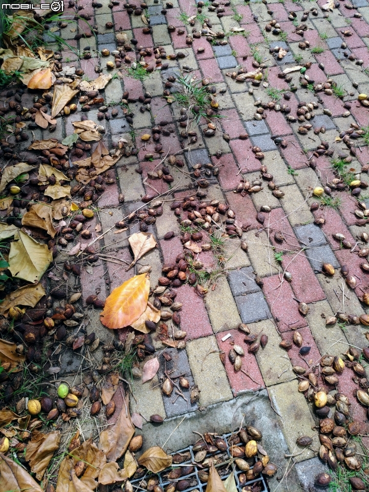 大葉欖仁 台南市安平區府平公園 7月30號