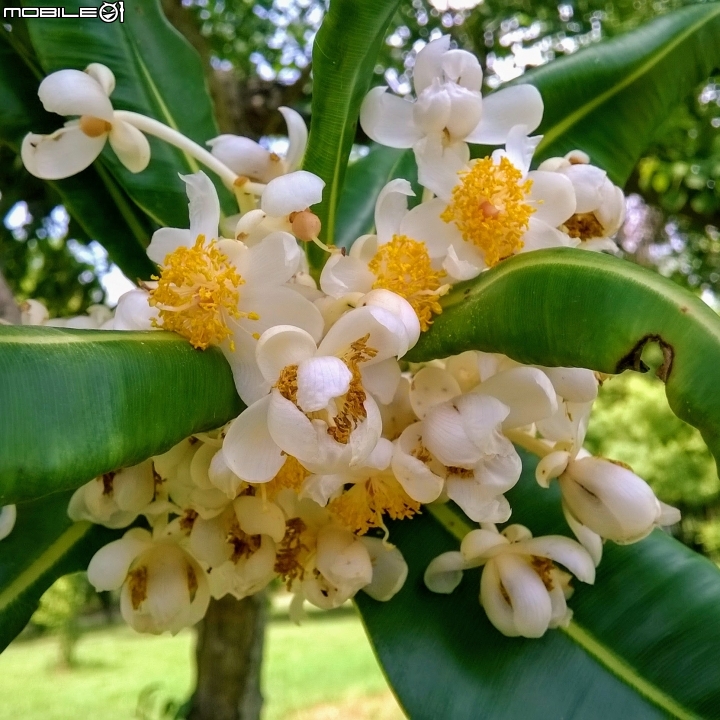 瓊崖海棠-胡桐 台南市東區後甲公園7月16號