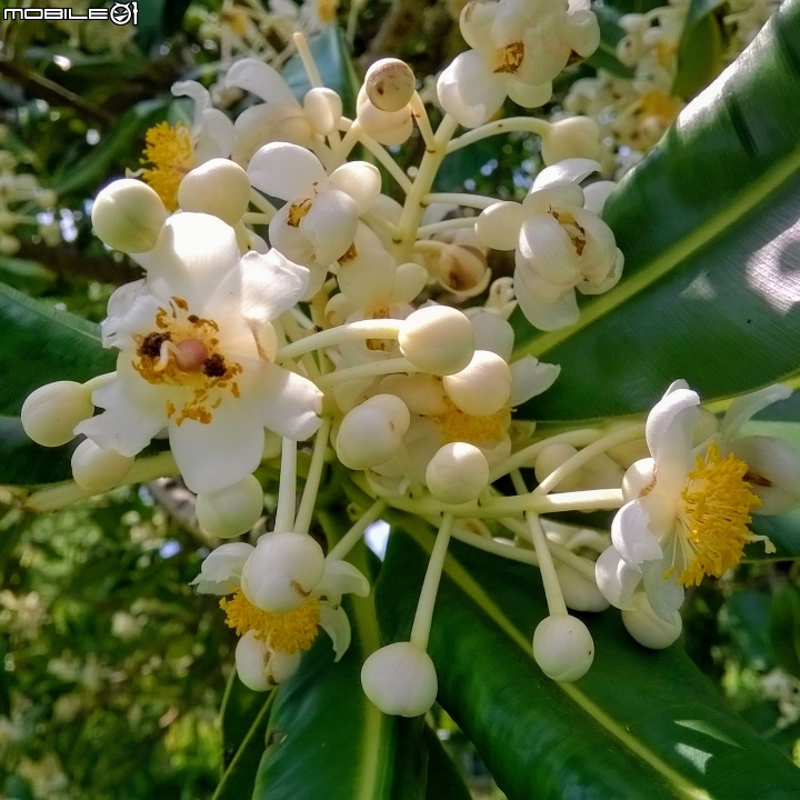 瓊崖海棠-胡桐 台南市東區後甲公園7月16號