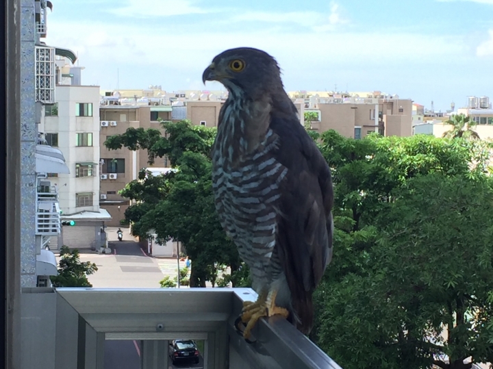 請問這是什麼鳥