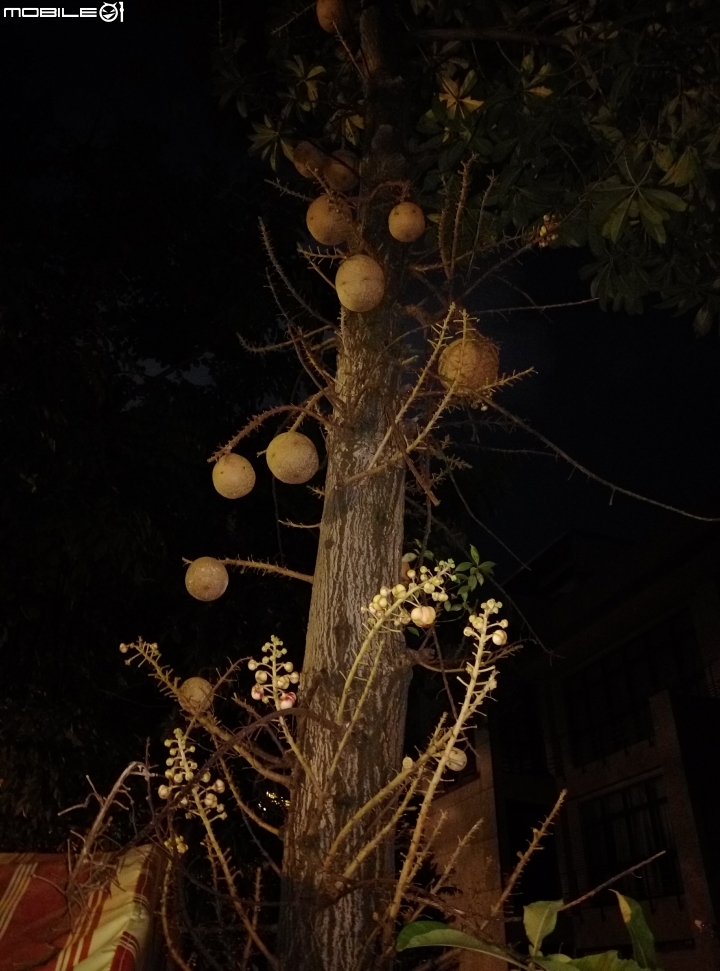 砲彈樹 台南市中西區光賢公園7月20號夜拍