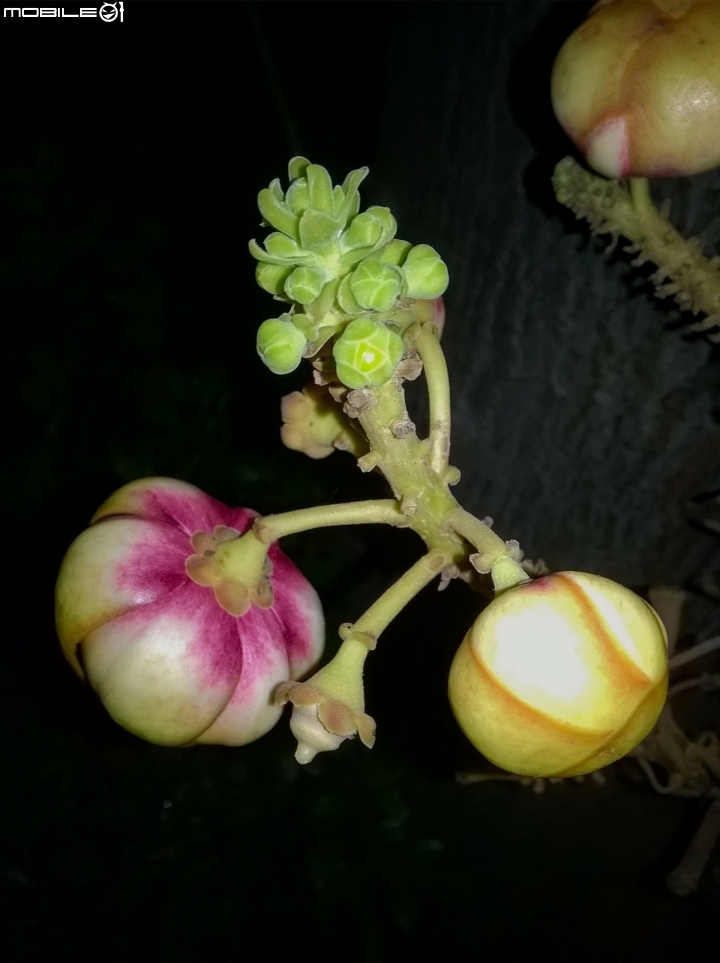 砲彈樹 台南市中西區光賢公園7月20號夜拍