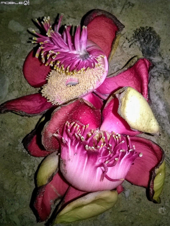 砲彈樹 台南市中西區光賢公園7月20號夜拍