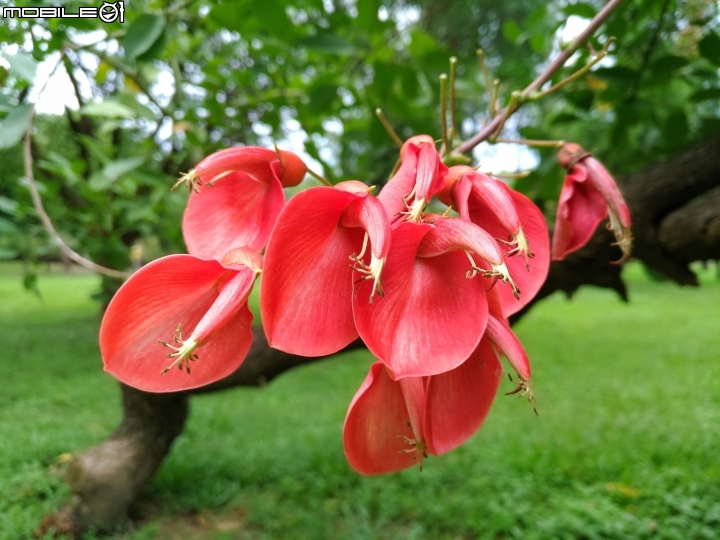 台南市億載公園 7月30號大雨前 羅漢松結果 耳莢相思樹 木麻黃結果 台灣扁柏 海檬果(有毒) 福木 黃椰子 雞冠刺桐 猢猻木