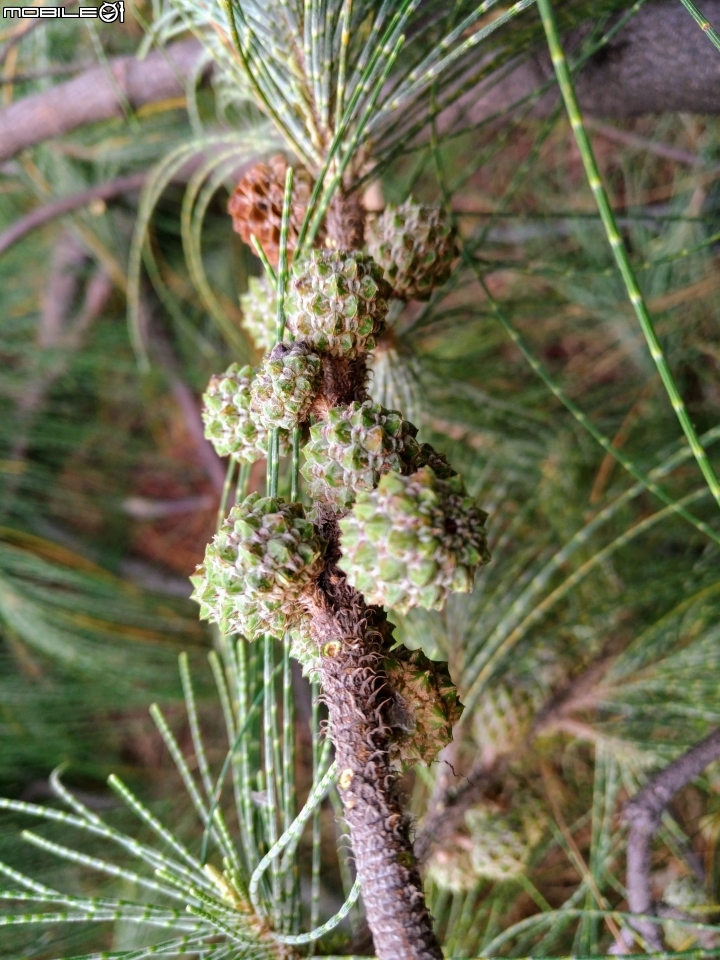 台南市億載公園 7月30號大雨前 羅漢松結果 耳莢相思樹 木麻黃結果 台灣扁柏 海檬果(有毒) 福木 黃椰子 雞冠刺桐 猢猻木