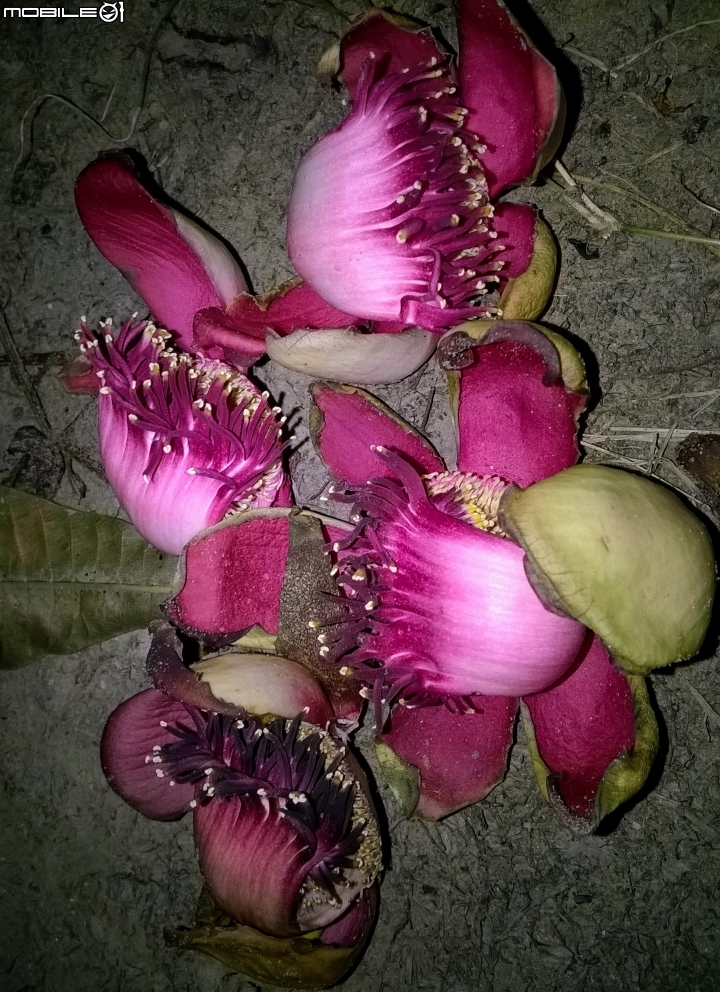 砲彈樹 台南市中西區光賢公園7月20號夜拍