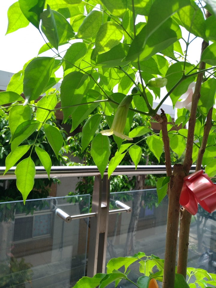 請教這是甚麼植物??