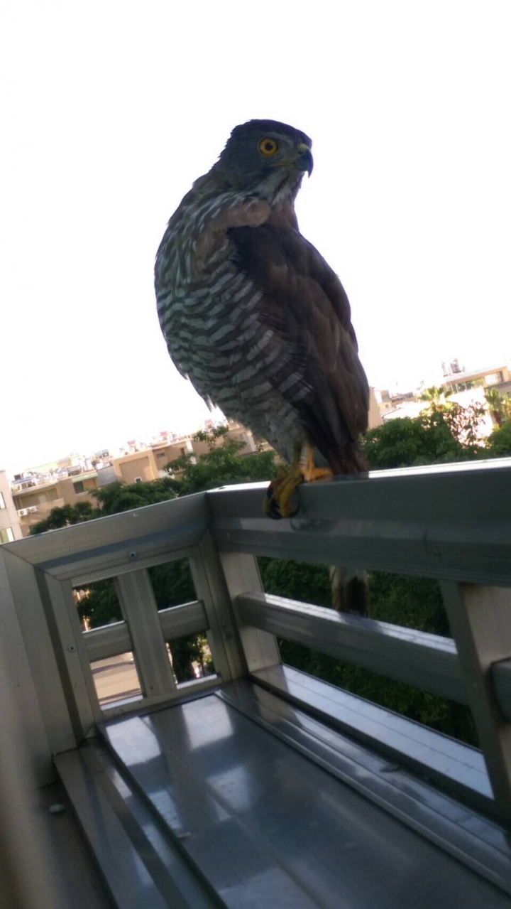 請問這是什麼鳥