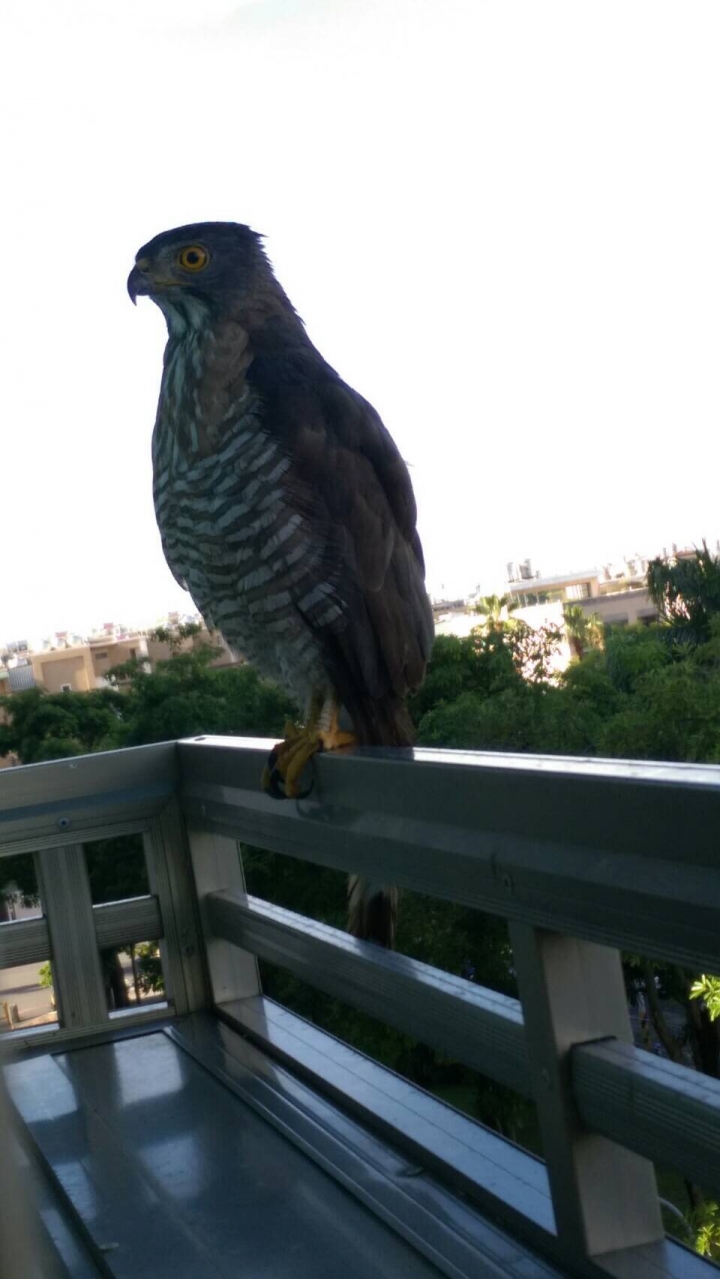 請問這是什麼鳥