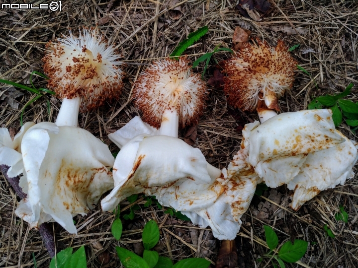 台南市億載公園 7月30號大雨前 羅漢松結果 耳莢相思樹 木麻黃結果 台灣扁柏 海檬果(有毒) 福木 黃椰子 雞冠刺桐 猢猻木