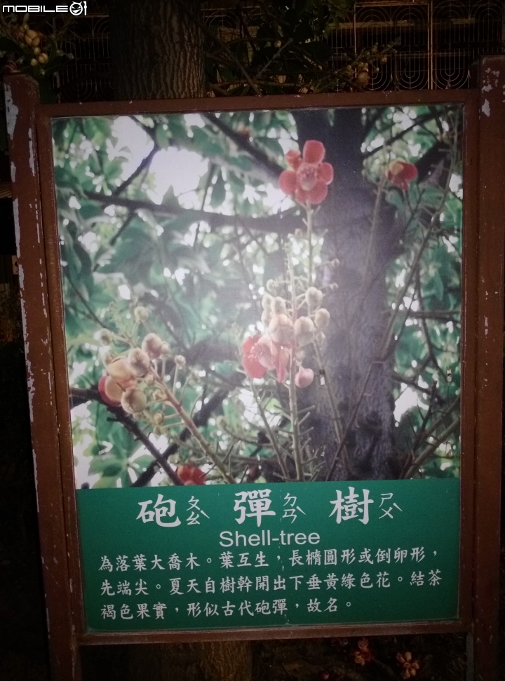 砲彈樹 台南市中西區光賢公園7月20號夜拍