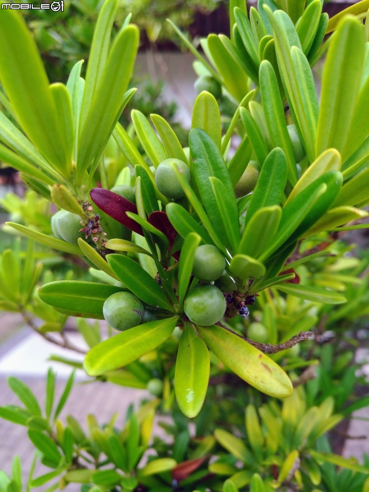 台南市億載公園 7月30號大雨前 羅漢松結果 耳莢相思樹 木麻黃結果 台灣扁柏 海檬果(有毒) 福木 黃椰子 雞冠刺桐 猢猻木