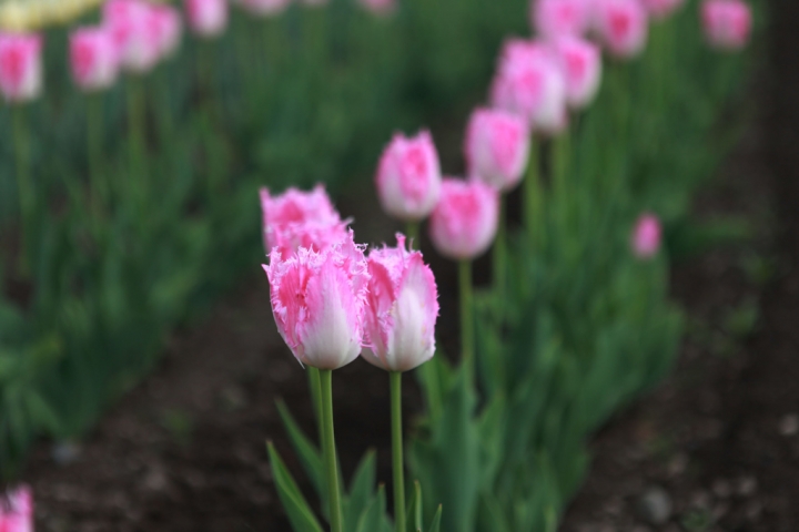 北國春季賞花遊~~宛如小荷蘭的上湧別鬱金香公園