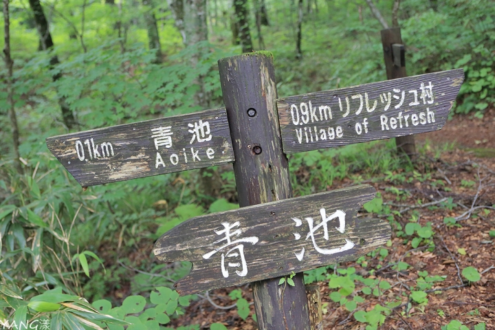 【青森】夏遊白神十二湖，漫步翠綠山毛櫸林，賞藍寶石般美麗青池