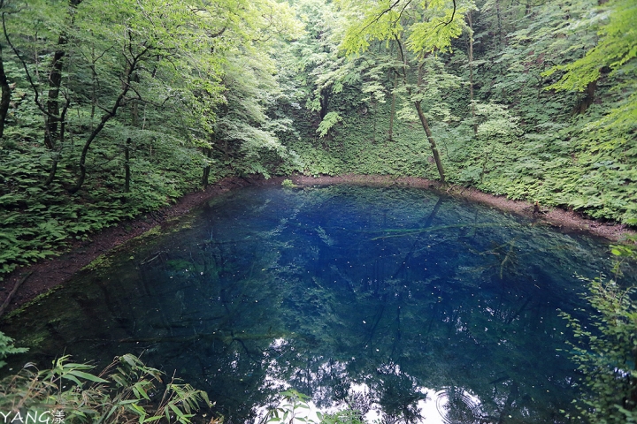 【青森】夏遊白神十二湖，漫步翠綠山毛櫸林，賞藍寶石般美麗青池