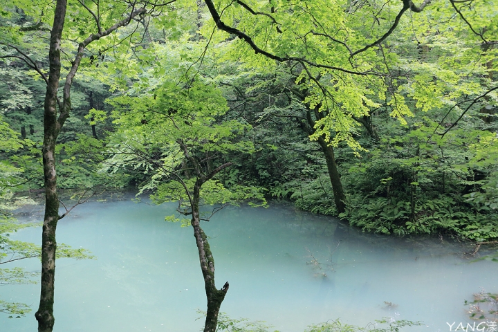 【青森】夏遊白神十二湖，漫步翠綠山毛櫸林，賞藍寶石般美麗青池