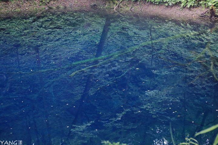 【青森】夏遊白神十二湖，漫步翠綠山毛櫸林，賞藍寶石般美麗青池