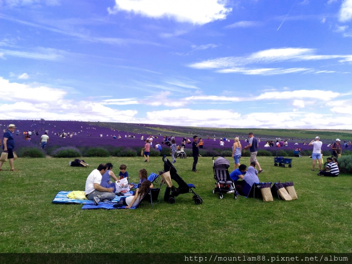 倫敦【薰衣草】近郊Hitchin [吸一口紫色的浪漫]