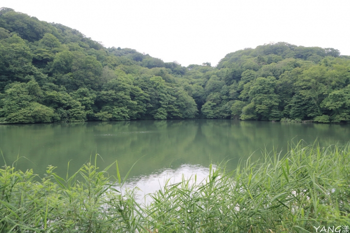 【青森】夏遊白神十二湖，漫步翠綠山毛櫸林，賞藍寶石般美麗青池