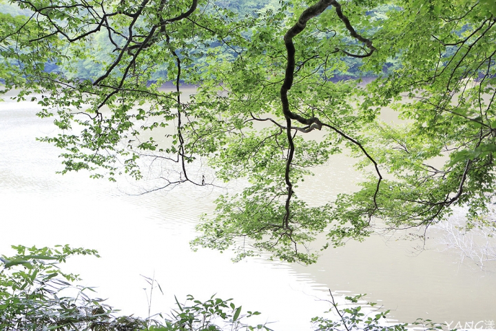 【青森】夏遊白神十二湖，漫步翠綠山毛櫸林，賞藍寶石般美麗青池