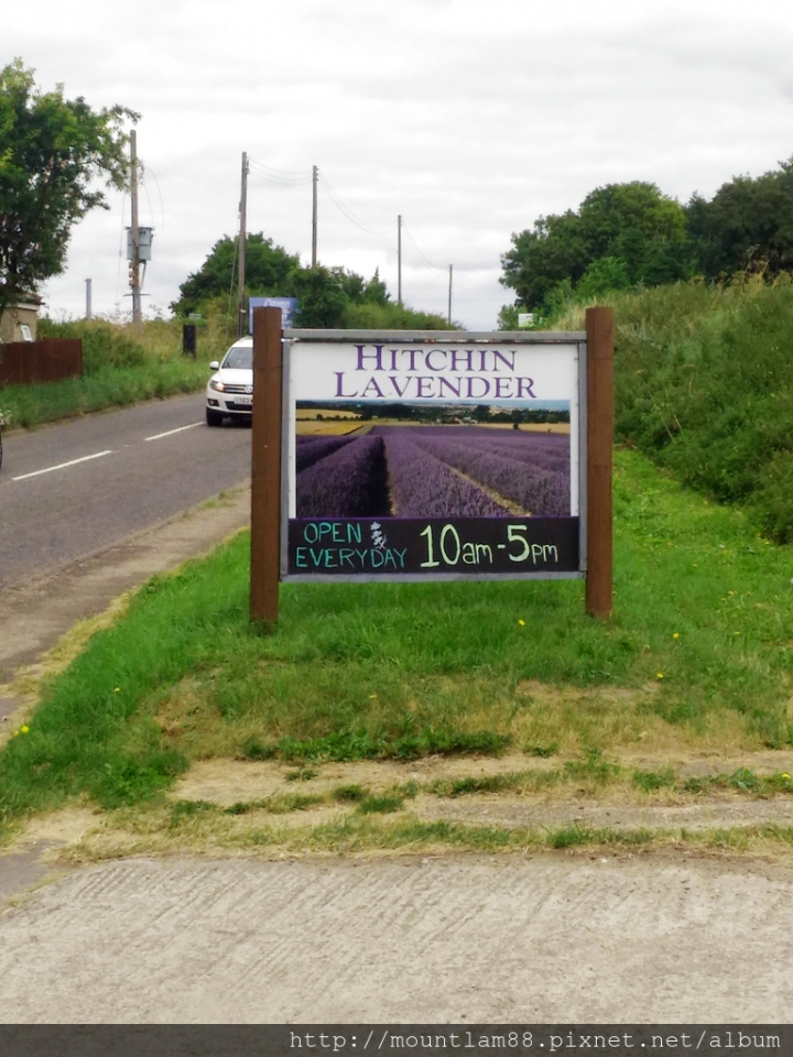 倫敦【薰衣草】近郊Hitchin [吸一口紫色的浪漫]