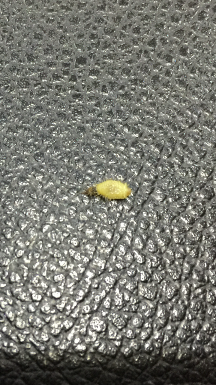 請問在菜上面的蟲