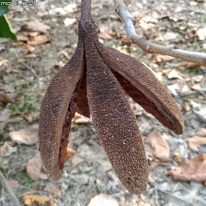 槭葉翅子木果實 高雄市都會公園 8月19號