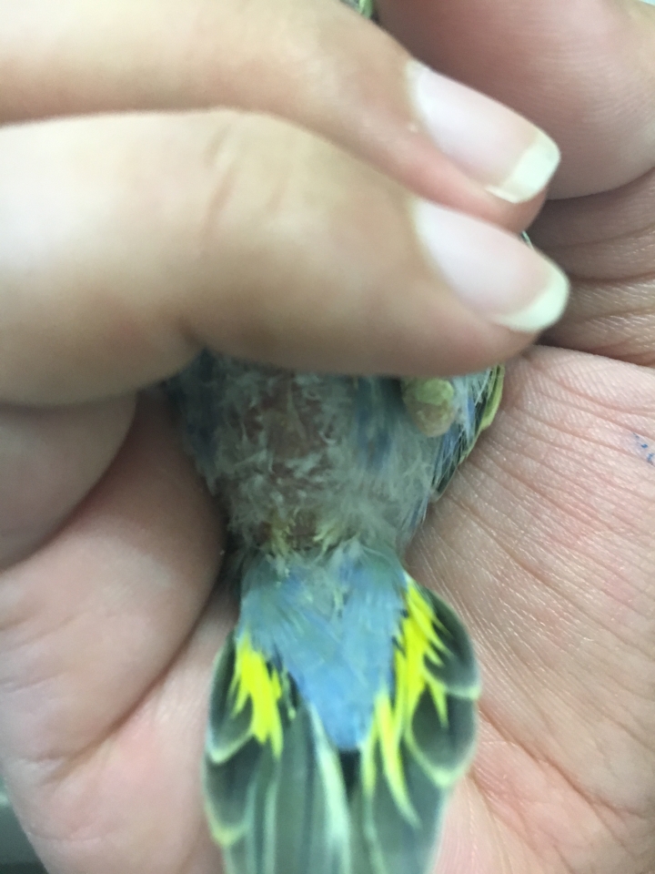 虎皮幼鳥出問題了