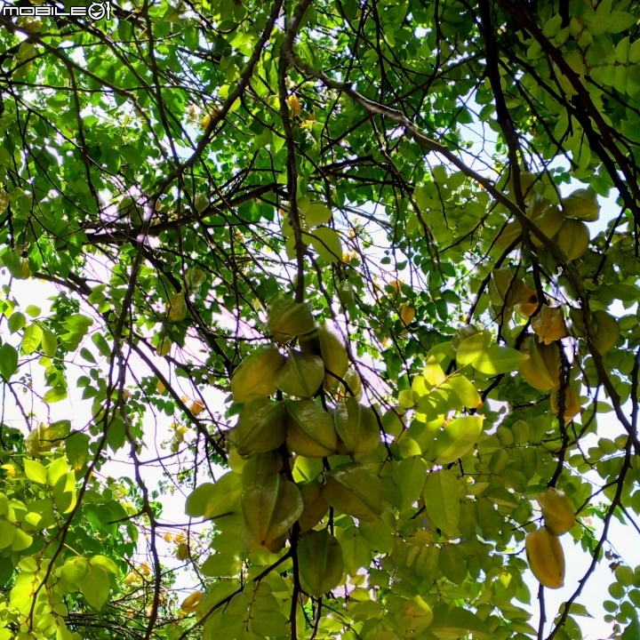 雀榕+蜘蛛蘭+楊桃 台南市東區東興公園 8月6號