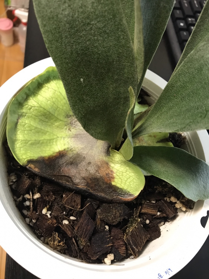 有關鹿角蕨的養殖問題