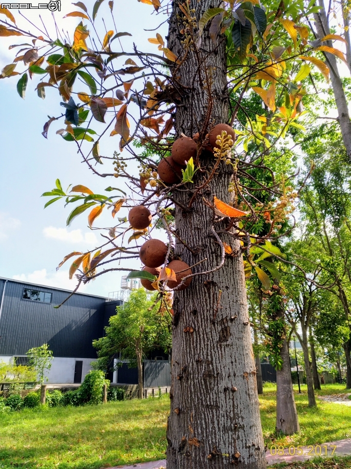 砲彈樹 高雄市梓官區梓平公園 8月5號