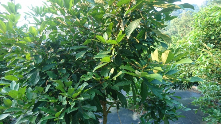 請教是「諾麗果」及「黃金果」的植株嗎？
