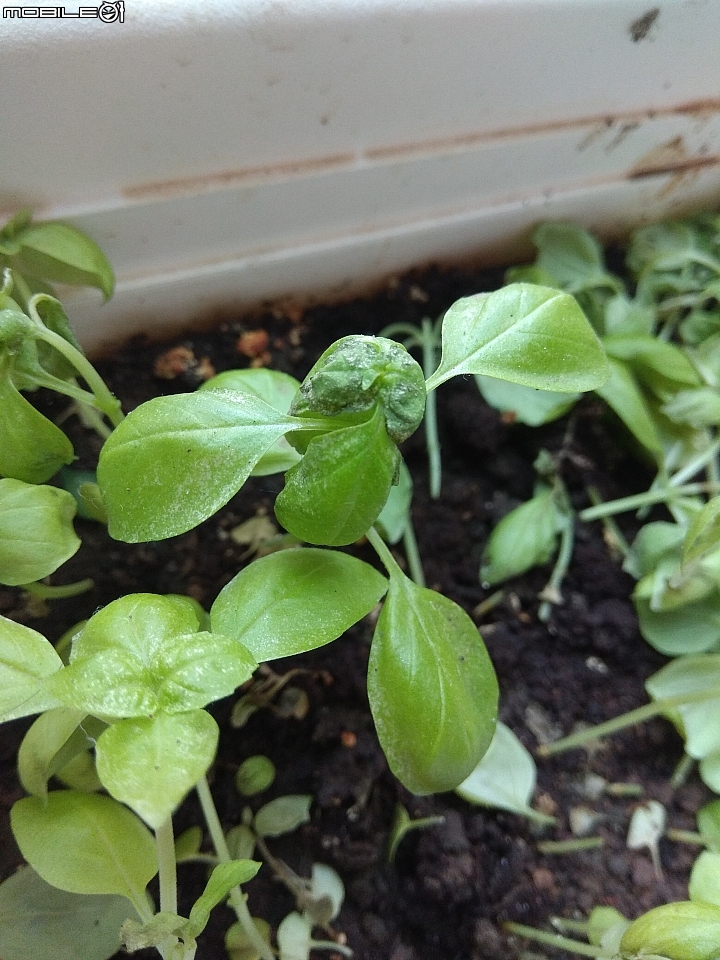 香草植物種植請益