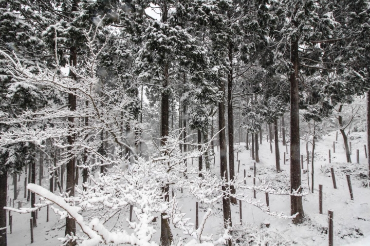 【日本，8200公里的流浪】02 # 箱根之雪