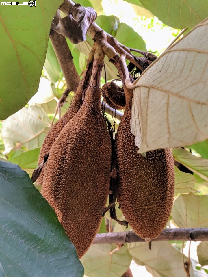 槭葉翅子木果實 高雄市都會公園 8月19號