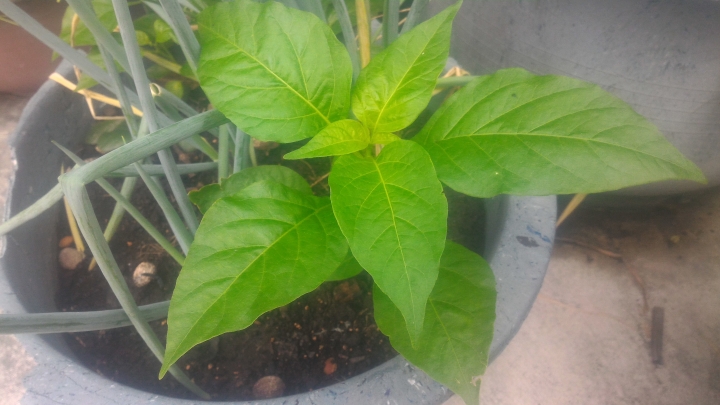 請問照片的植物是神某，或只是雜草