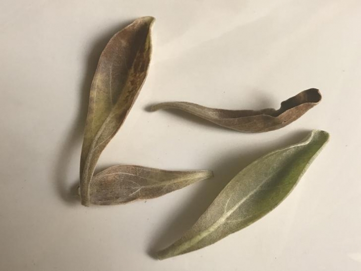 白水木枯黃