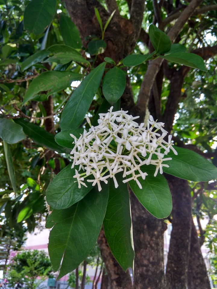 請問這是什麼樹木