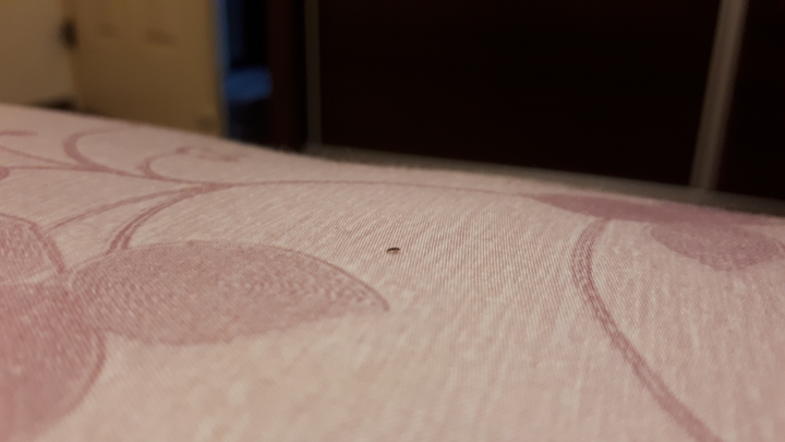 床上不知名的小黑蟲