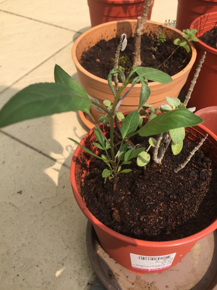 盆栽長出別的植物