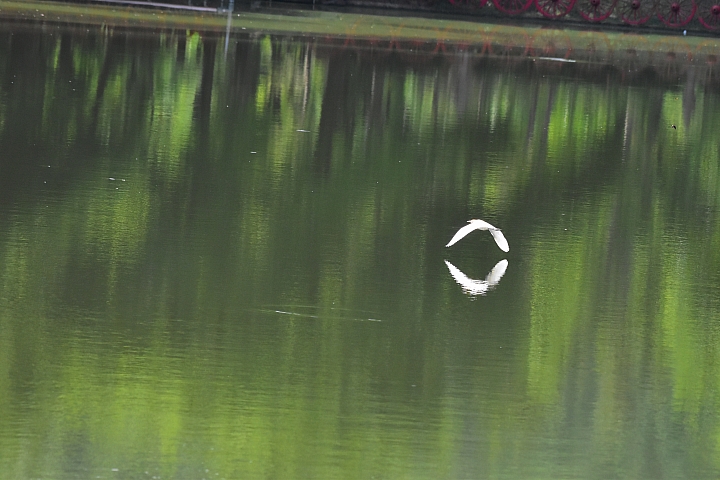 就等Nikon D850了，先以D5600+200~500mm去打鳥，單眼拍鳥第一次。