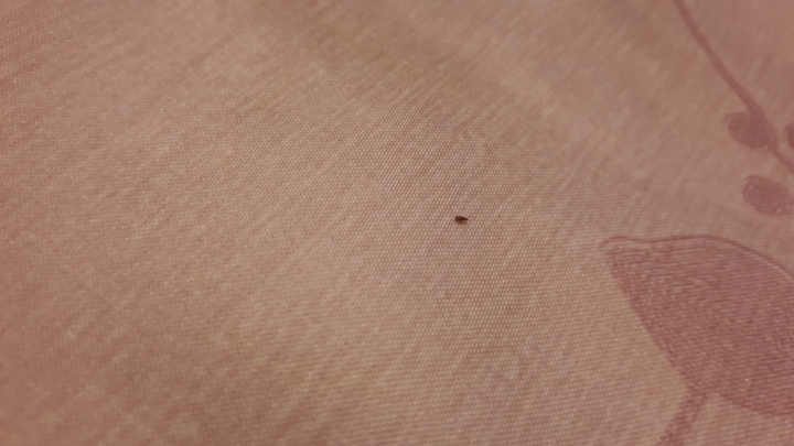 床上不知名的小黑蟲