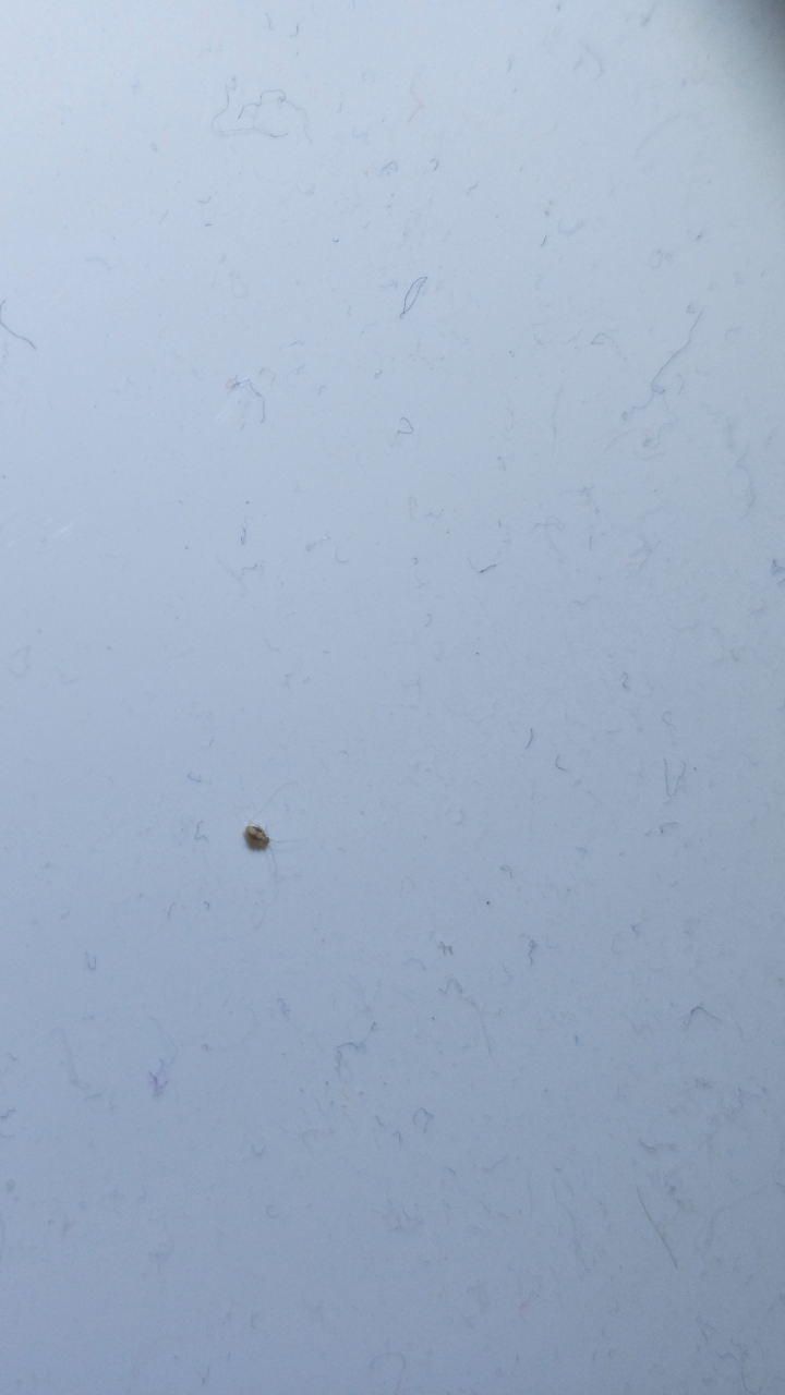 請問 這是跳蚤嗎