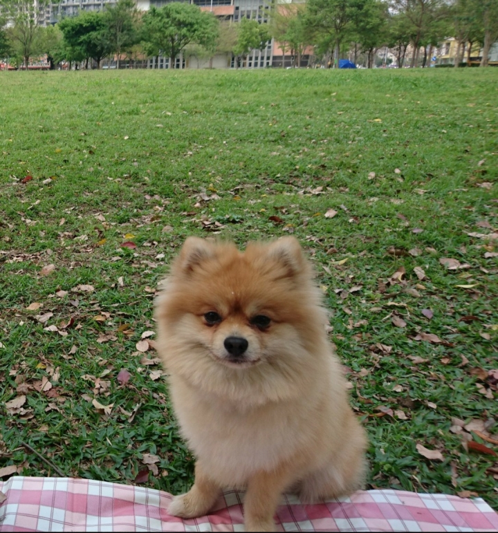 博美送養-3歲母狗已結扎