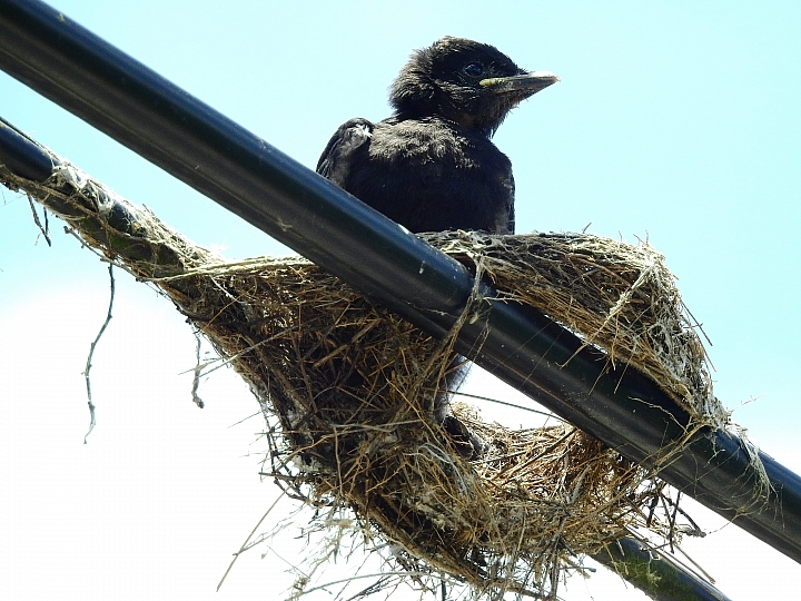 就等Nikon D850了，先以D5600+200~500mm去打鳥，單眼拍鳥第一次。